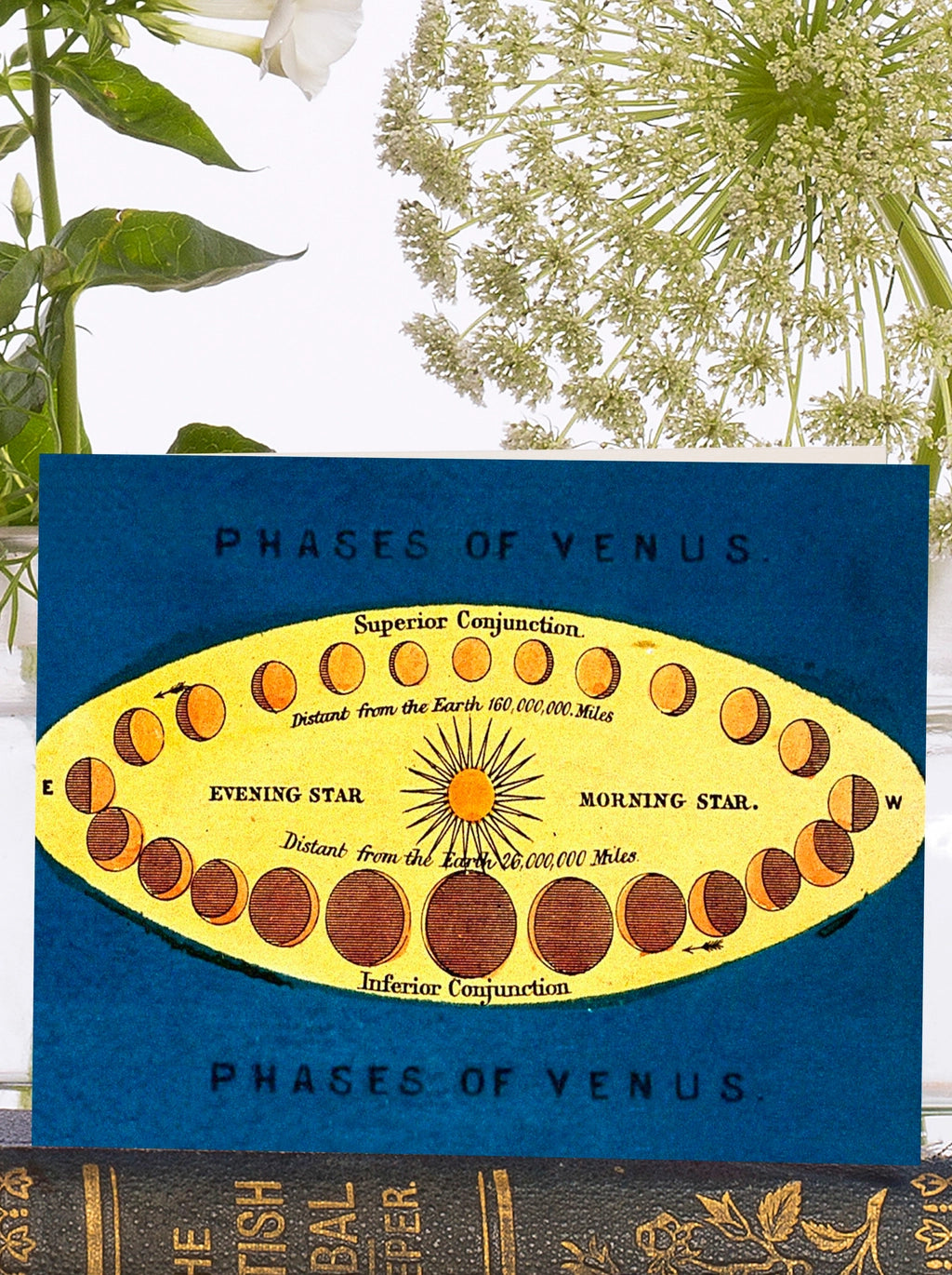 Madame Treacle Vintage Phases of Venus Little Greeting Card