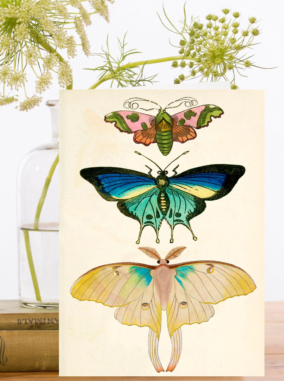 Madame Treacle Triple Butterfly Card